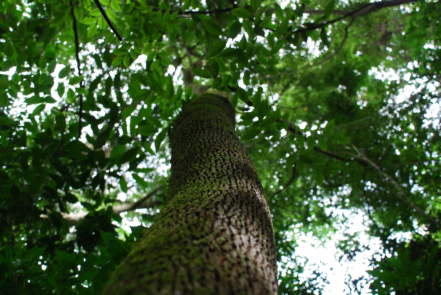 Бальзамовое дерево Толу (Эфирное масло) | АСМ